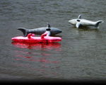 2 Sharks killing off a crocodile