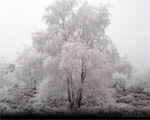 Winter (3)